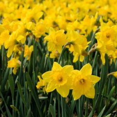 Yellow Carlton Nergis Soğanı-5 Adet