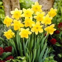 Yellow Carlton Nergis Soğanı-5 Adet