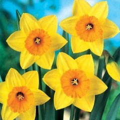 Sarı Yellow Fortune Nergis Soğanı-5 Adet