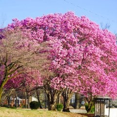 Özel Yeni Çeşit Pembe Çiçekli Paulownia Fidanı
