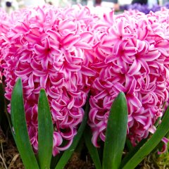 Pembe Pink Pearl Sümbül Soğanı-3 Adet