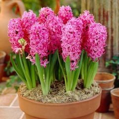 Pembe Pink Pearl Sümbül Soğanı-3 Adet