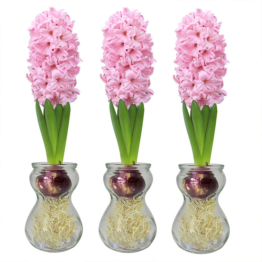 Pembe ANNA MARİA Sümbül Soğanı-3 Adet