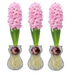 Pembe ANNA MARİA Sümbül Soğanı-3 Adet