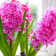 Pink Sweetheart Pembe Sümbül Soğanı-3 Adet