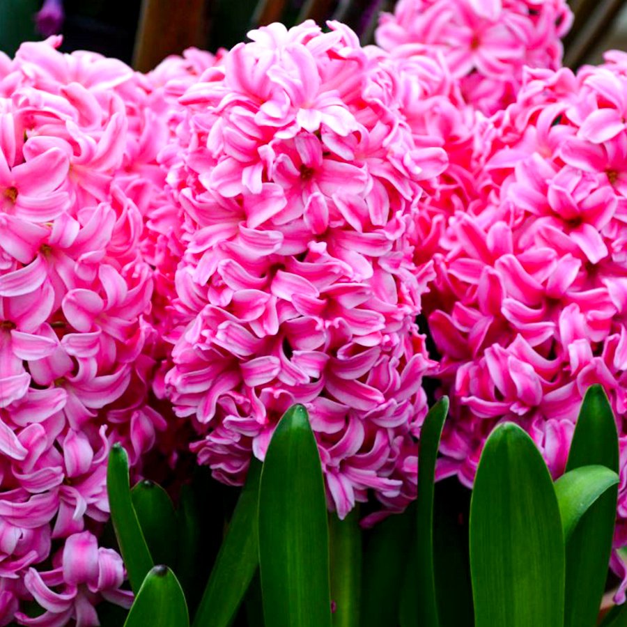 Pink Sweetheart Pembe Sümbül Soğanı-3 Adet