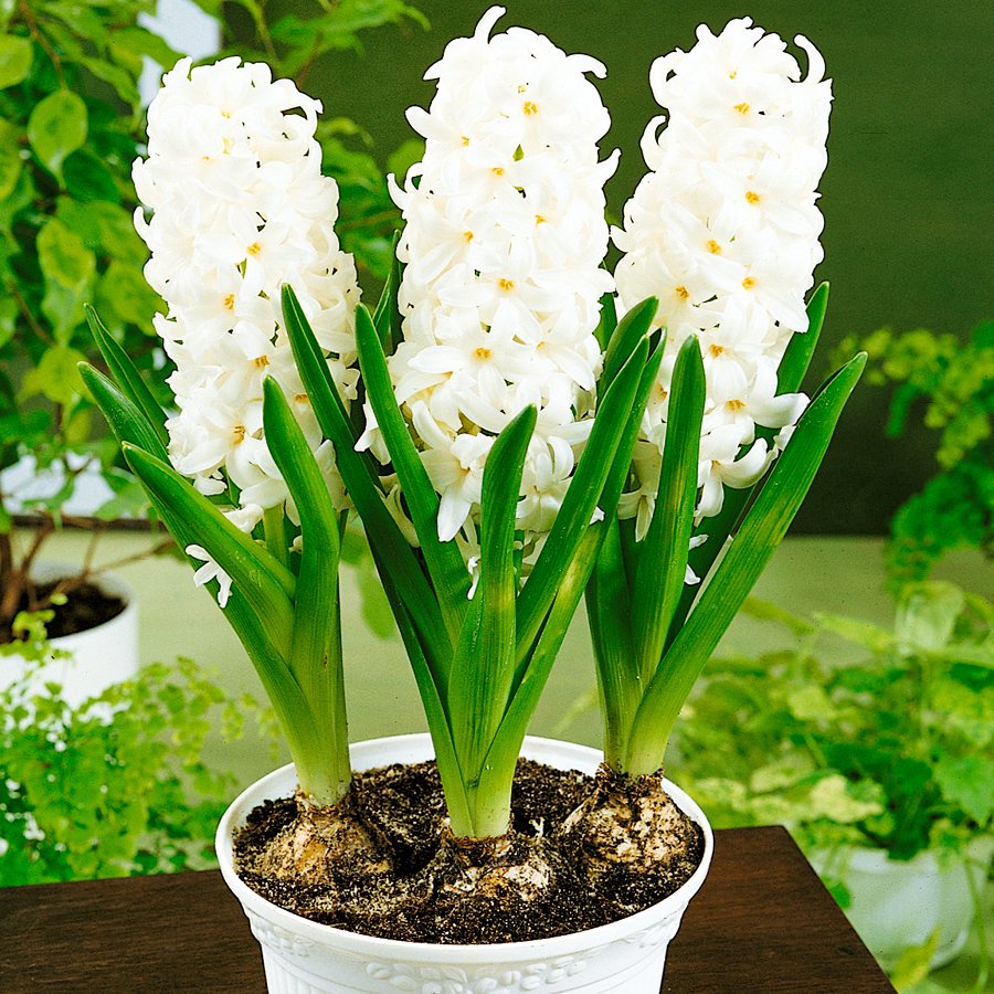 White Pearl Beyaz Sümbül Soğanı-3 Adet