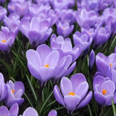 Purple Grand Maitre Mor Çiğdem Soğanı-5 Adet