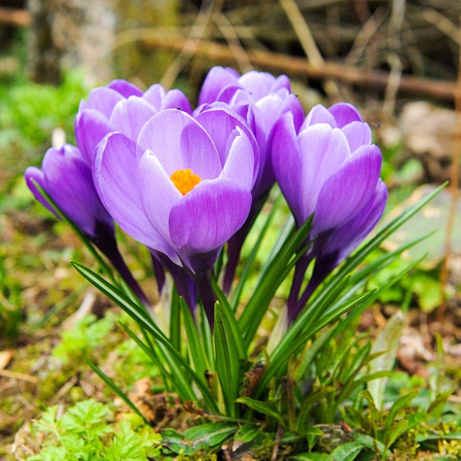 Purple Grand Maitre Mor Çiğdem Soğanı-5 Adet
