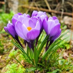 Purple Grand Maitre Mor Çiğdem Soğanı-5 Adet