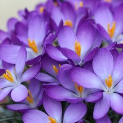 Kır Çiçeği Whitewell Purple Çiğdem Soğanı-5 Adet