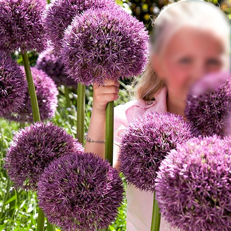 Mor İthal Allium Pinball Wizard Süs Soğanı-5 Adet