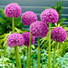 Mor İthal Allium Pinball Wizard Süs Soğanı-5 Adet
