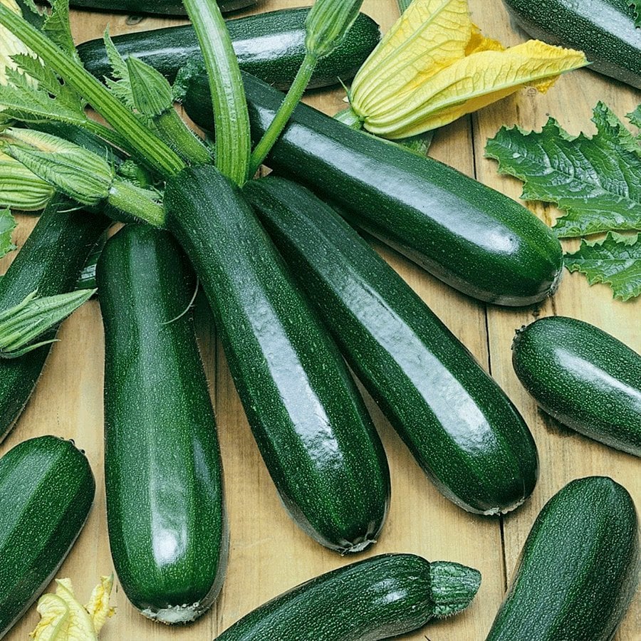 Siyah Kolsuz Kara Kabak Fidesi-5 Adet
