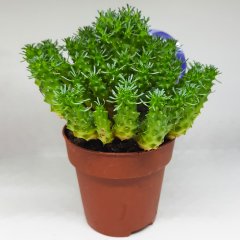 Sınırlı Sayıda Euphorbia Caput Blue Kaktüs -(Orjinal Ürün)