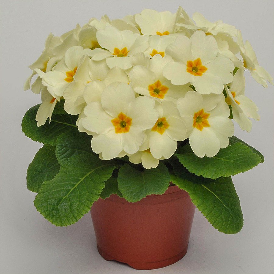 Krem Çuha Mart Çiçeği Tohumu-30 Adet (Orjinal Paket)