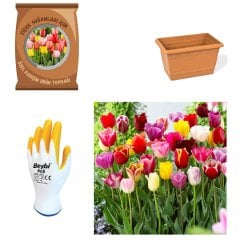 Karışık Mix Lale Soğanı Paketi-Saksı-Soğan-Toprak-Eldiven