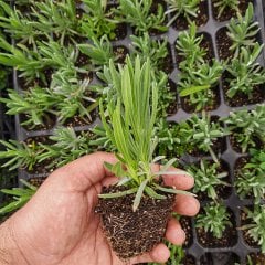 Lavandula İntermedia Kokulu Lavanta Fidesi-3 Adet