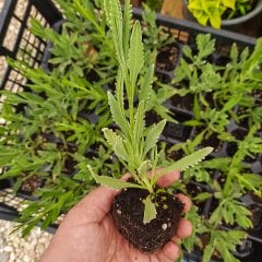 Lavandula Angustifolia Kokulu Lavanta Fidesi-3 Adet