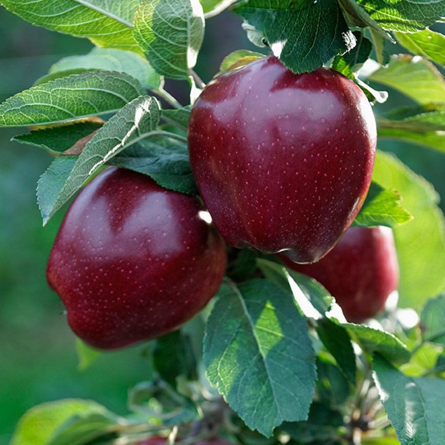 Tüplü Kırmızı Red Chief Elma Fidanı