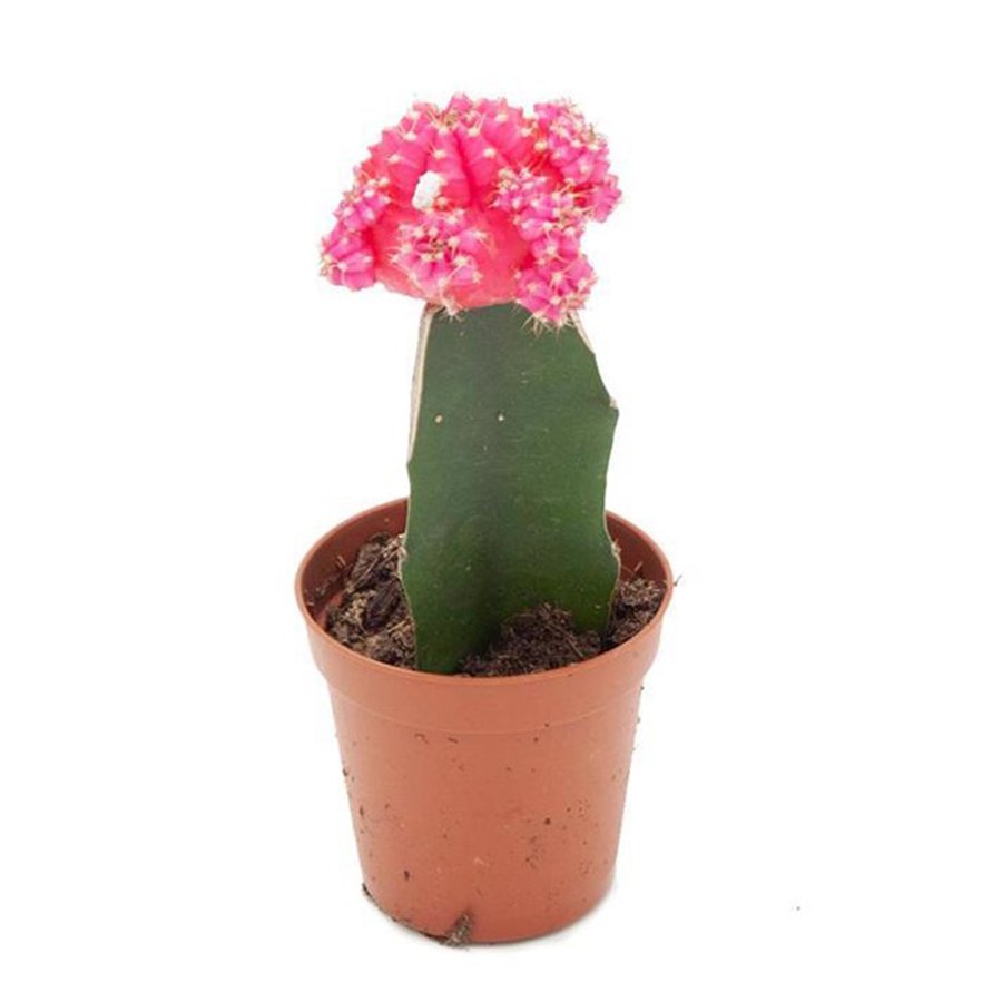 (AŞILI) Pembe Gymnocalycium Mihanovichii Hibotan Kaktüs