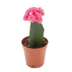 (AŞILI) Pembe Gymnocalycium Mihanovichii Hibotan Kaktüs