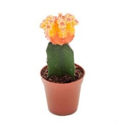 (AŞILI) Turuncu Gymnocalycium Mihanovichii Hibotan Kaktüs