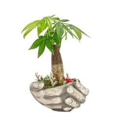 Bonsai  Pachira Aquatica Para Ağacı