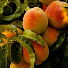 Tüplü Erkenci Çeşit Flored Şeftali Fidanı
