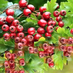 Tüplü Kırmızı Meyveli Alıç Fidanı