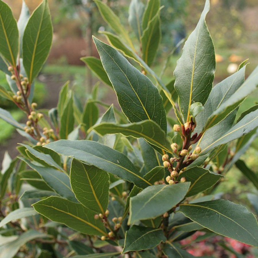 Tüplü Defne (Laurus) Ağacı Fidanı-5 Adet Kampanyalı