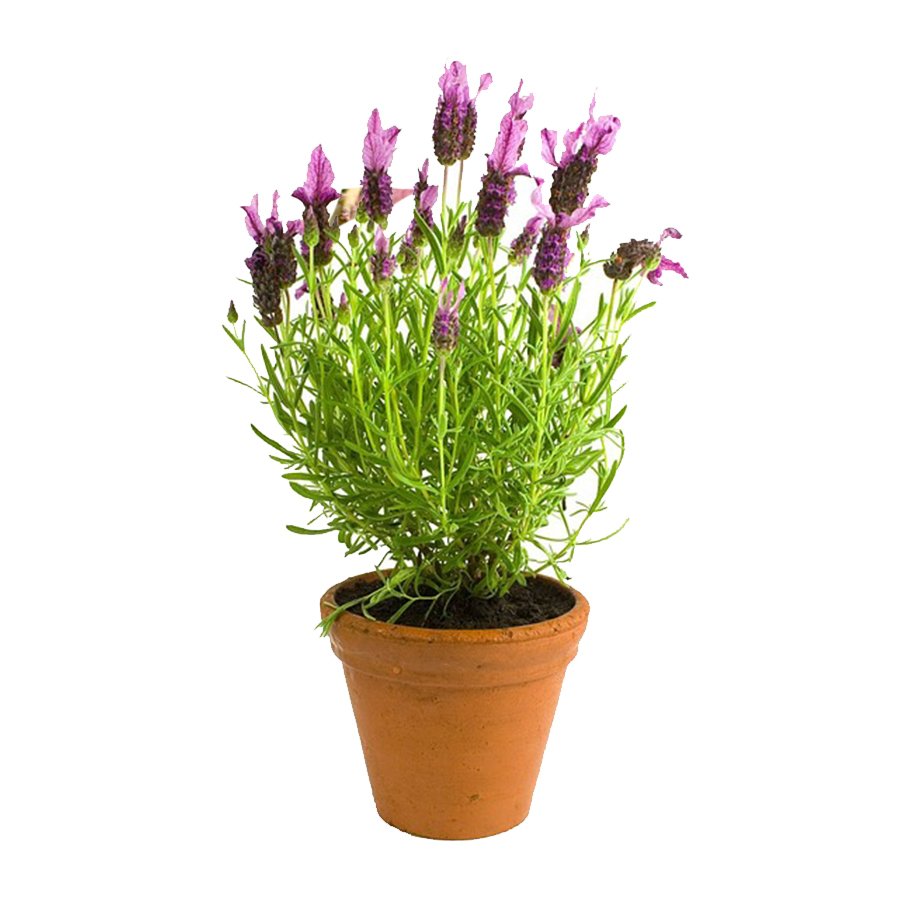 Saksıda (KOKULU) Lavanta  Fidanı