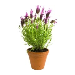 Saksıda (KOKULU) Lavanta  Fidanı