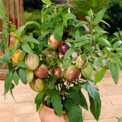 Saksıda Kavun Aromalı Pepino Fidanı