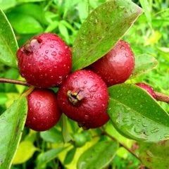 Saksıda Soğuklara Dayanıklı Çilek Guava Fidanı