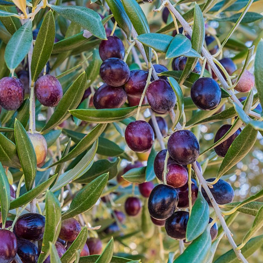 Tüplü Salamuralık ve Kırmalık Gemlik Zeytin Fidanı