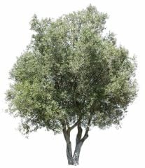 Tüplü Salamuralık ve Kırmalık Gemlik Zeytin Fidanı