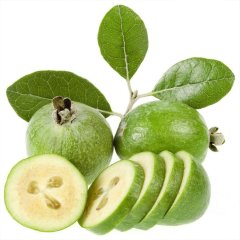 Saksıda Feijoa Kaymak Ağacı Fidanı- 4 Yaşlı