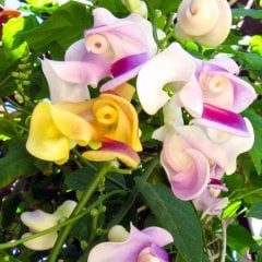 Selluka İzmir Sarmaşığı Çiçeği Fidesi-5 Adet