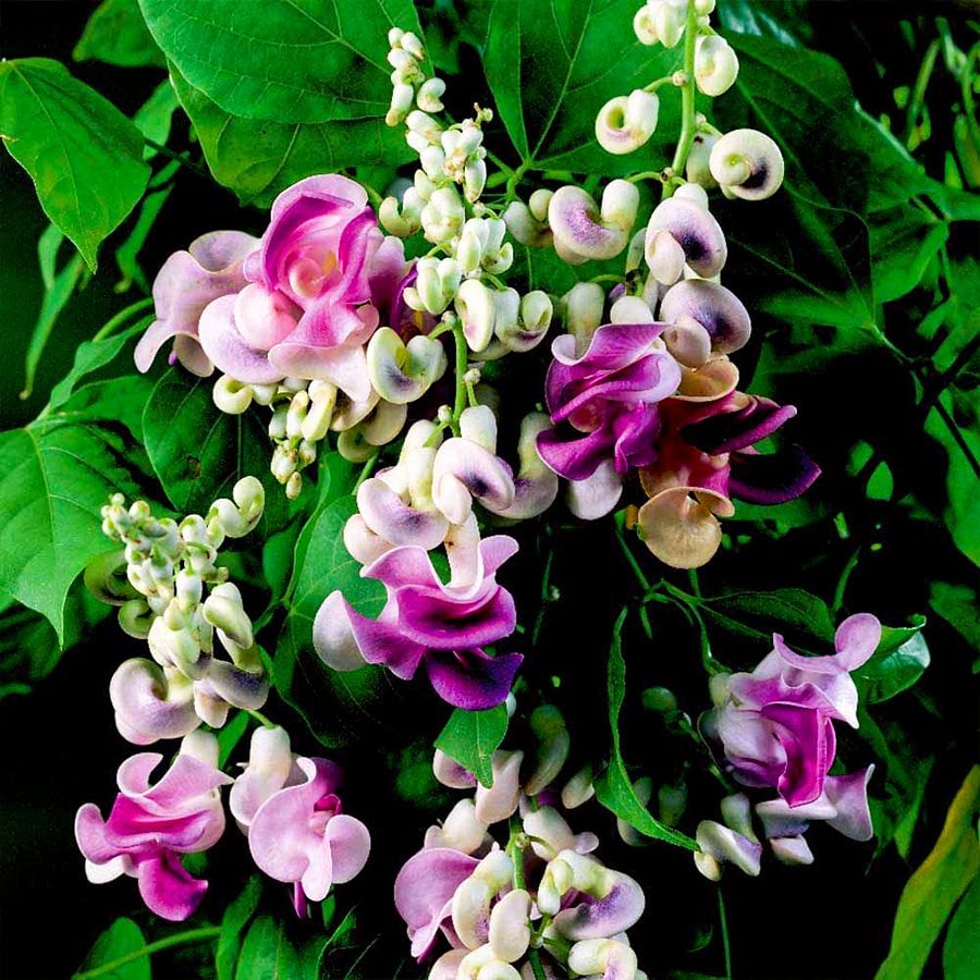 Selluka İzmir Sarmaşığı Çiçeği Fidesi-5 Adet