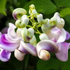 Selluka İzmir Sarmaşığı Çiçeği Fidesi-5 Adet