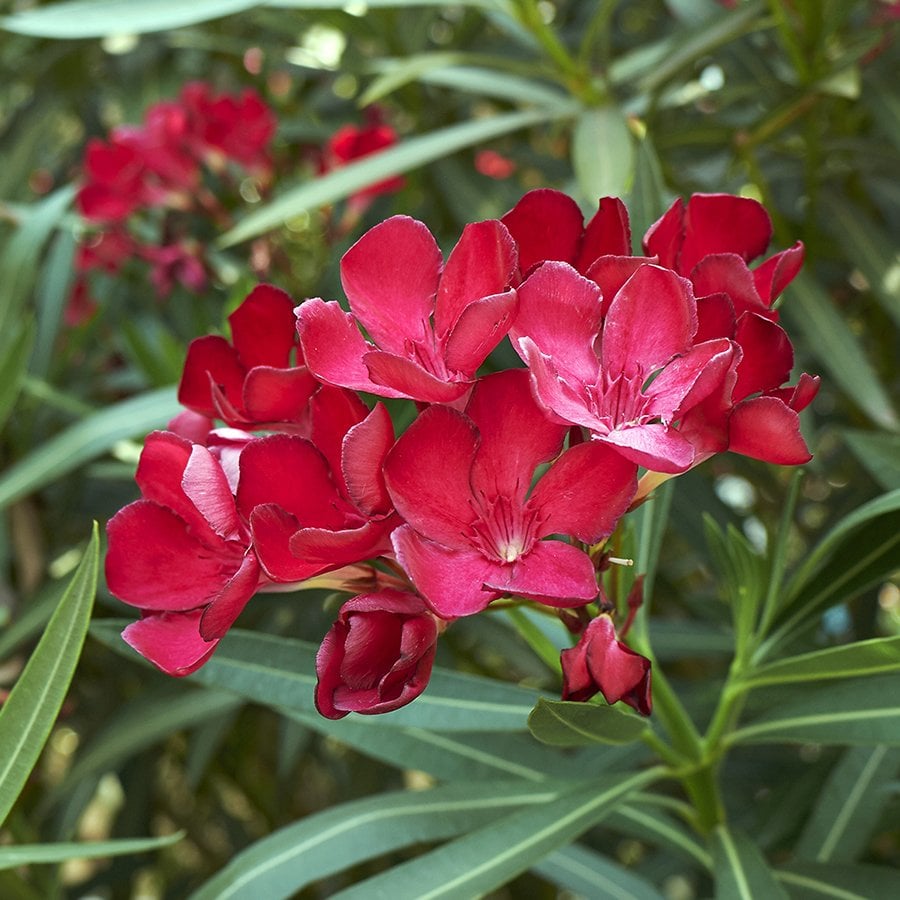 Tüplü Kuraklığa Dayanıklı Kırmızı Çiçekli Zakkum Fidanı