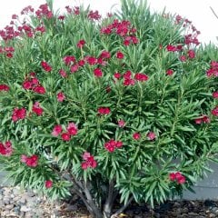 Tüplü Kuraklığa Dayanıklı Kırmızı Çiçekli Zakkum Fidanı