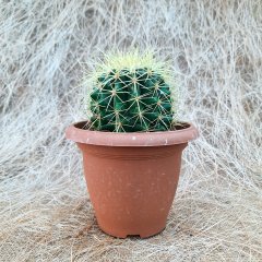 İthal Radyosyon Emici Echino Altın Fıçı Kaktüs 8-10 cm Çapında