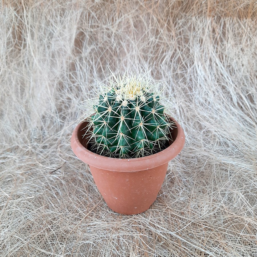 İthal Radyosyon Emici Echino Altın Fıçı Kaktüs 8-10 cm Çapında