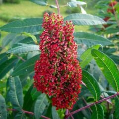 Açık Kök Baharatlık Sumak Ağacı Fidanı