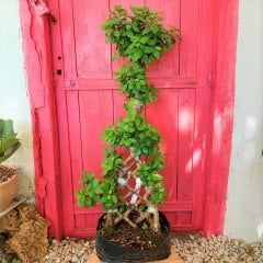 Örgülü Ficus Bonsai 90-100 cm
