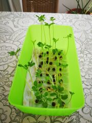 Şifalı Moringa Ağacı Tohumu-10 Adet