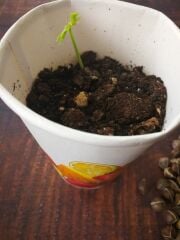 Şifalı Moringa Ağacı Tohumu-10 Adet