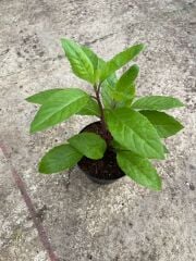 Şeker Otu (Gynura) Yaprağı Yenen Ispanak Fidanı